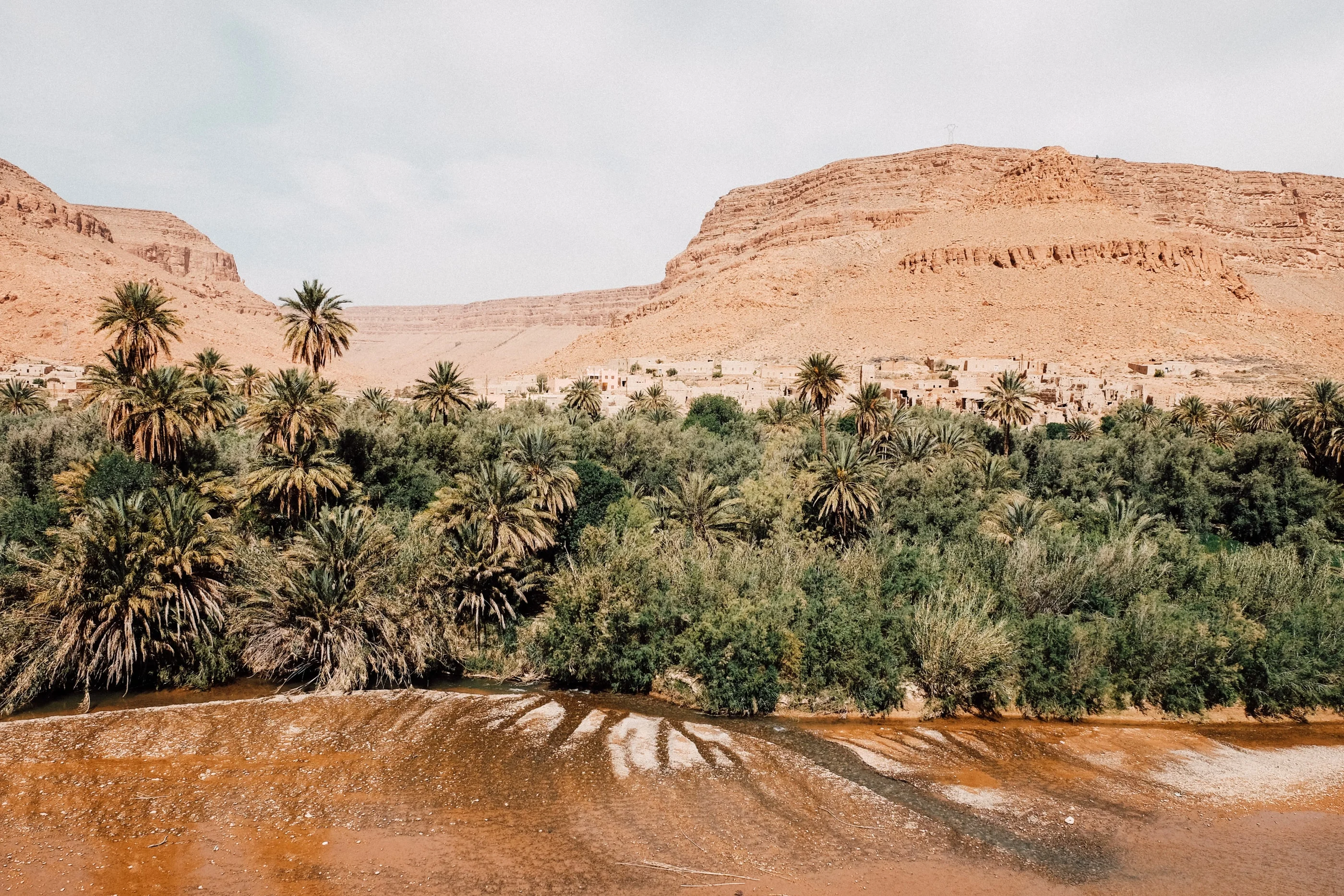 Palm grove at the foot of red sandstone cliffs, a muddy river in front