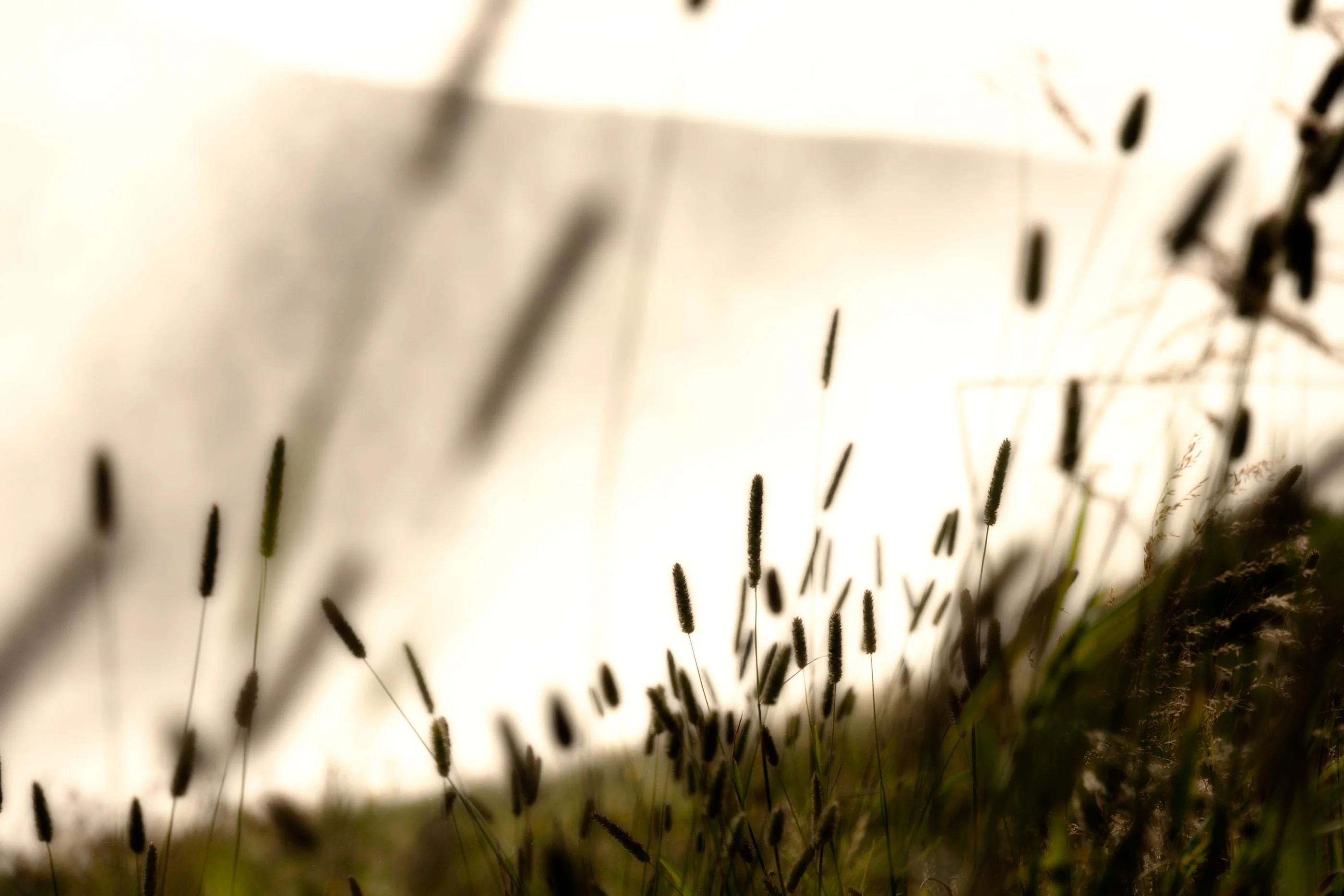 Grass and seed heads backlit against a bright sky