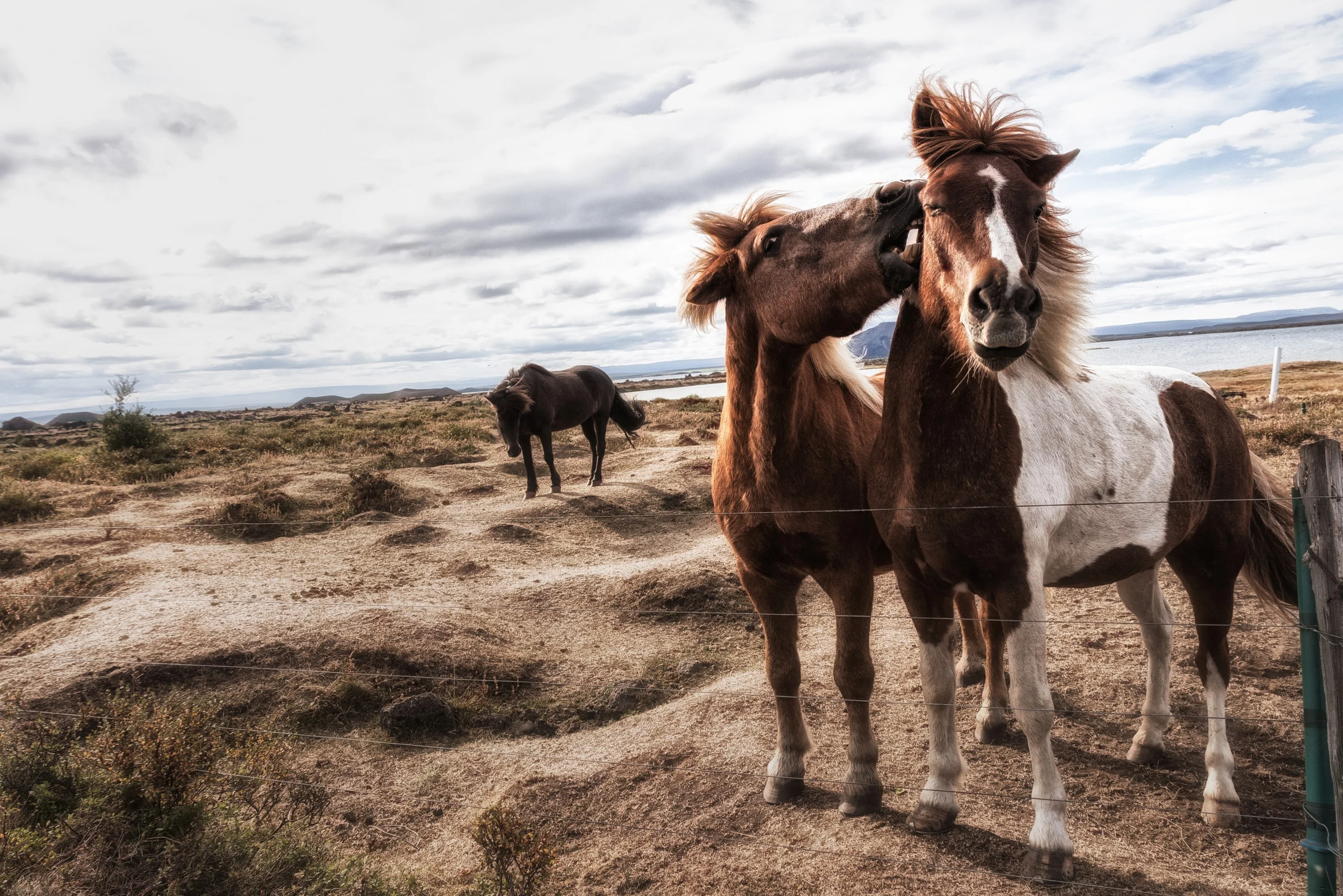 Two Icelandic horses with windswept manes nuzzling on a dry plain