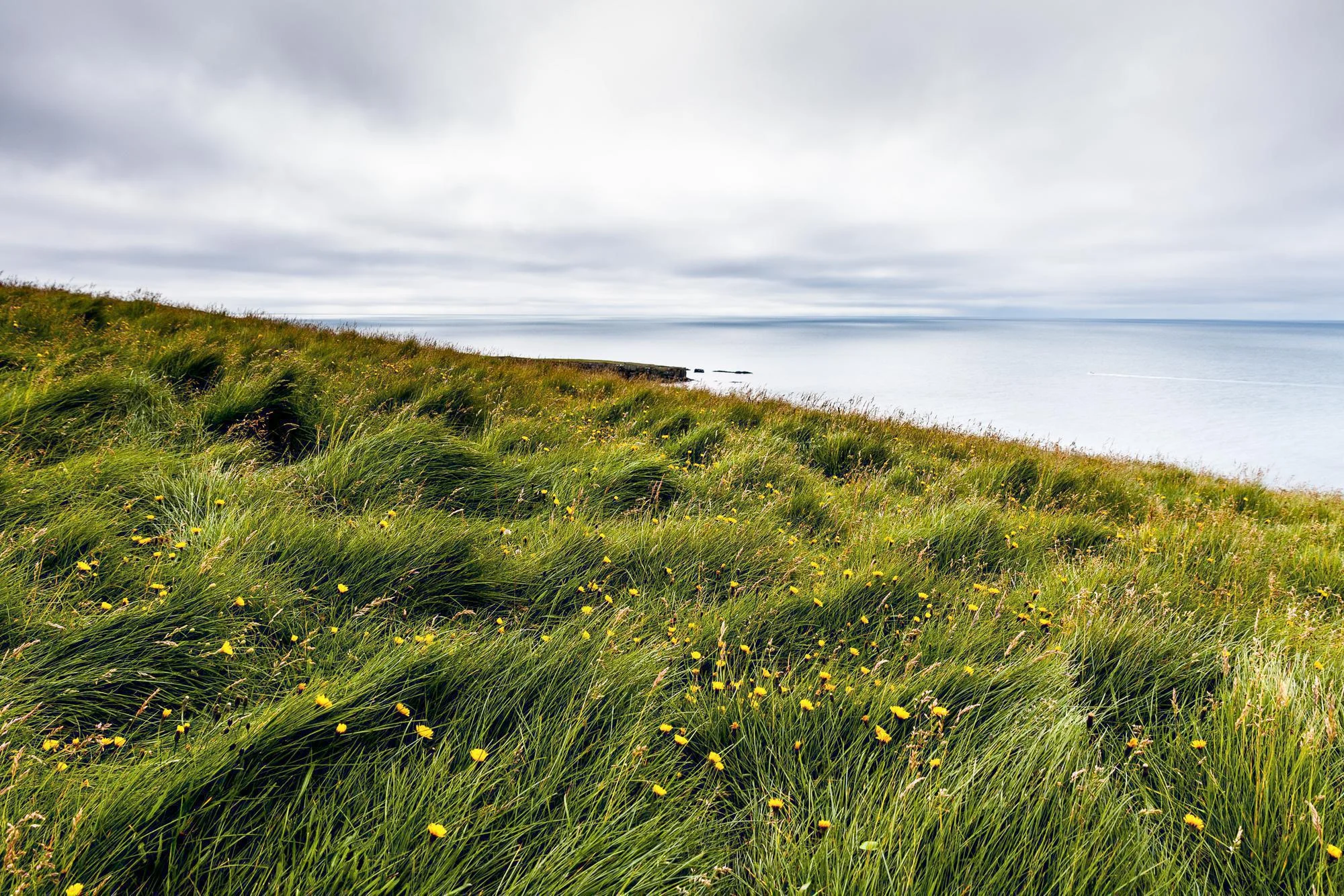 Long grass bent by the wind on a coastal slope