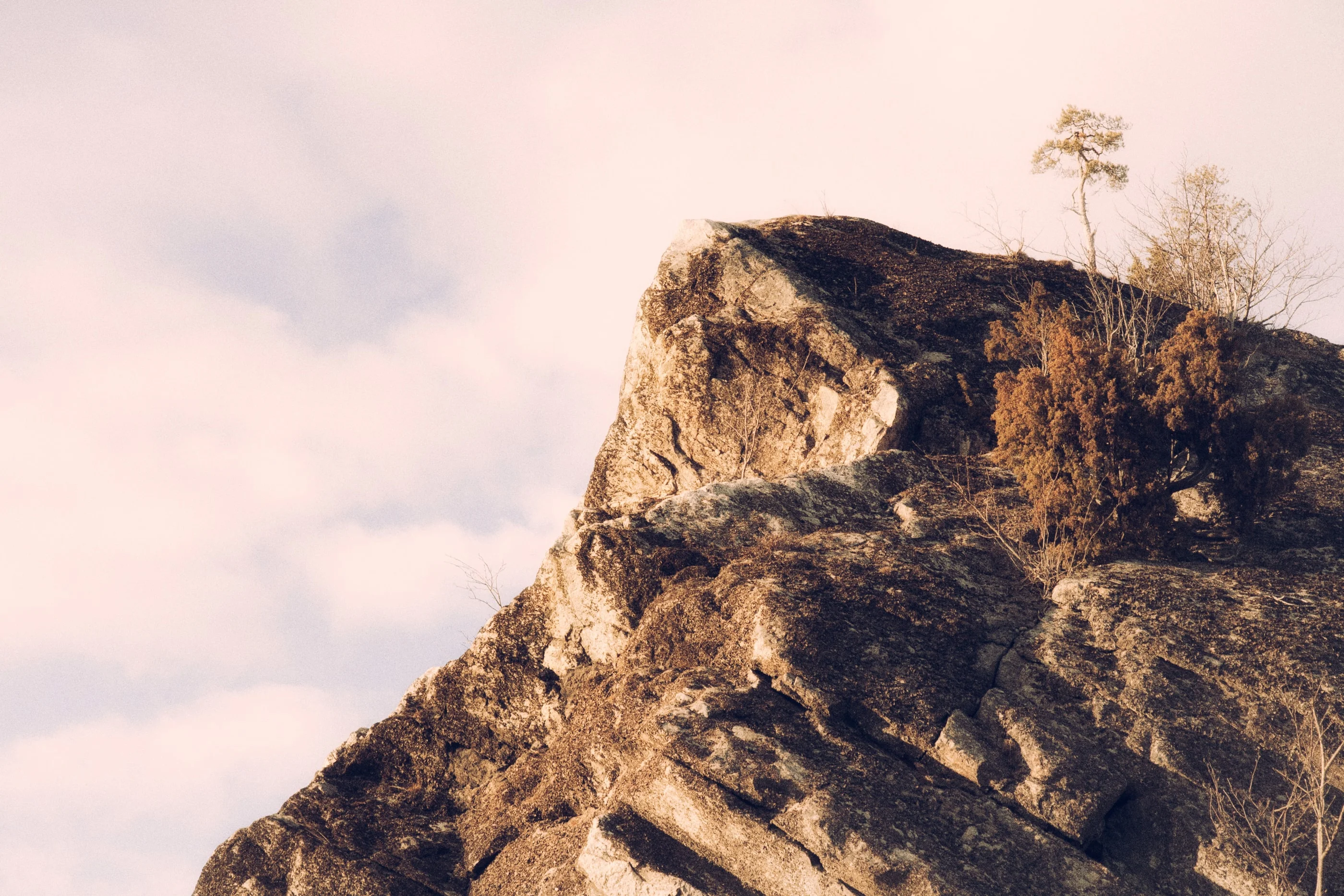 Rock outcrop with small pine trees against a pale pink sky