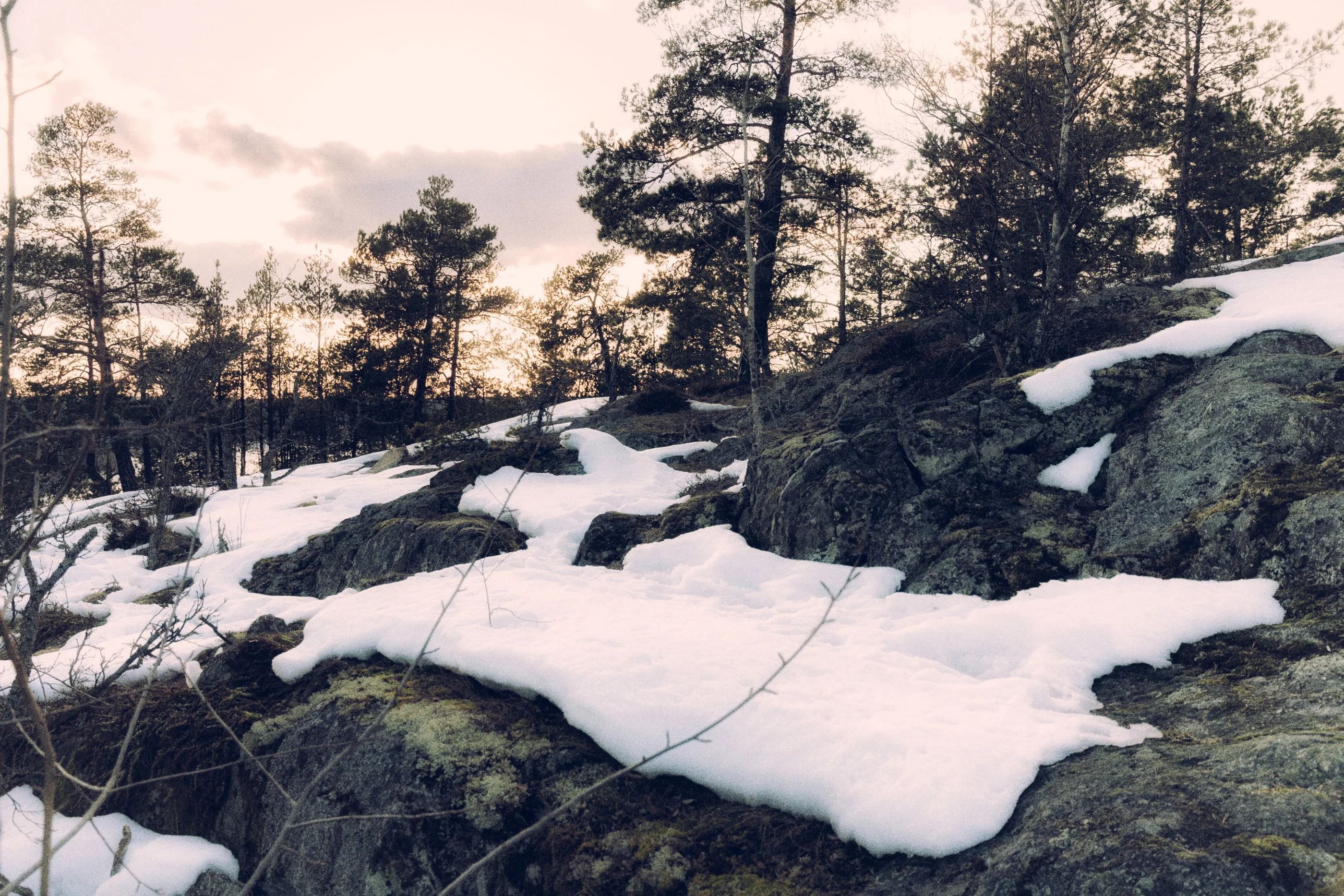 Patches of melting snow on rocks among pine trees