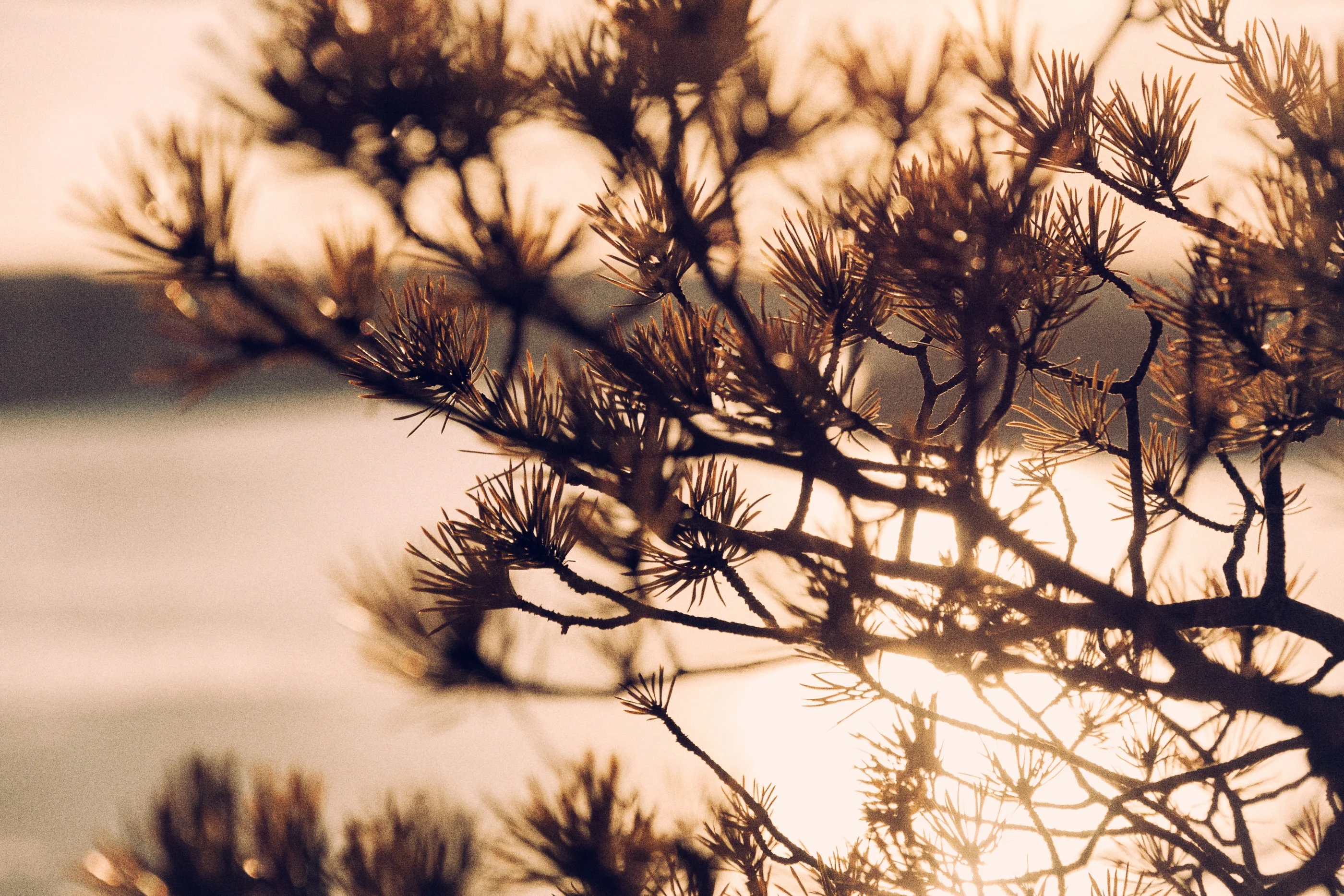 Pine branches silhouetted against the low sun