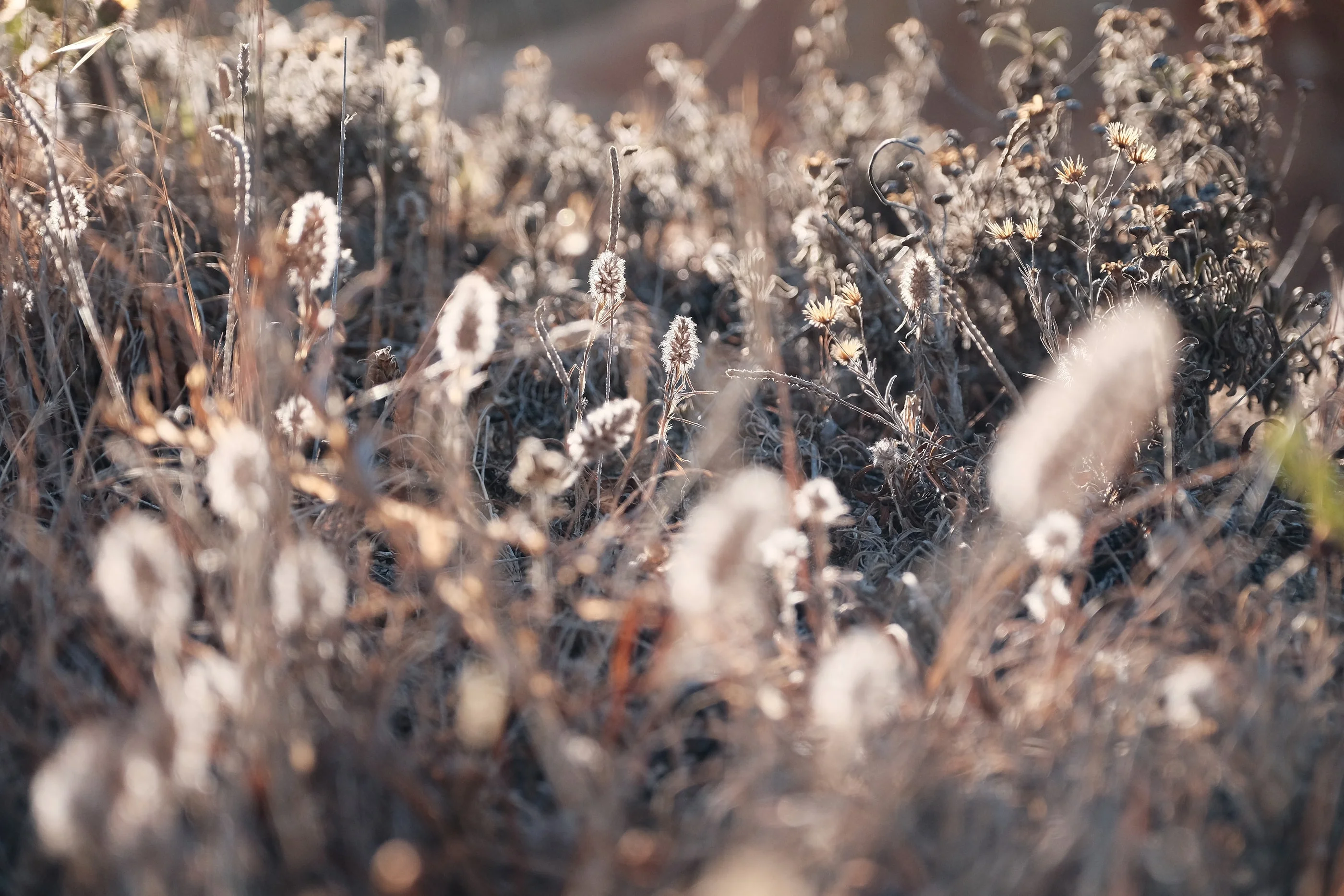 Dry coastal plants with fluffy seed heads in soft light