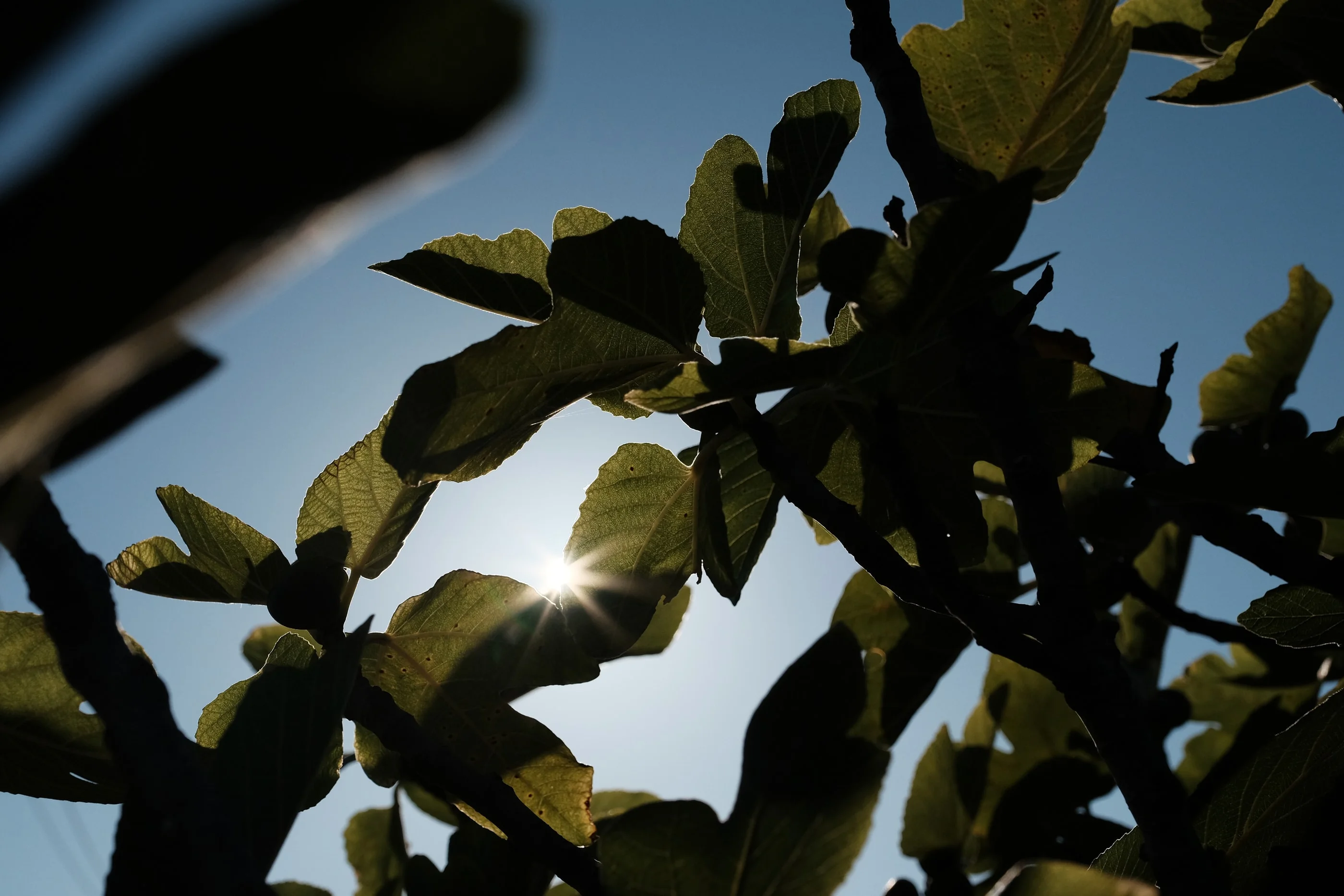 Fig leaves backlit by the sun against a blue sky