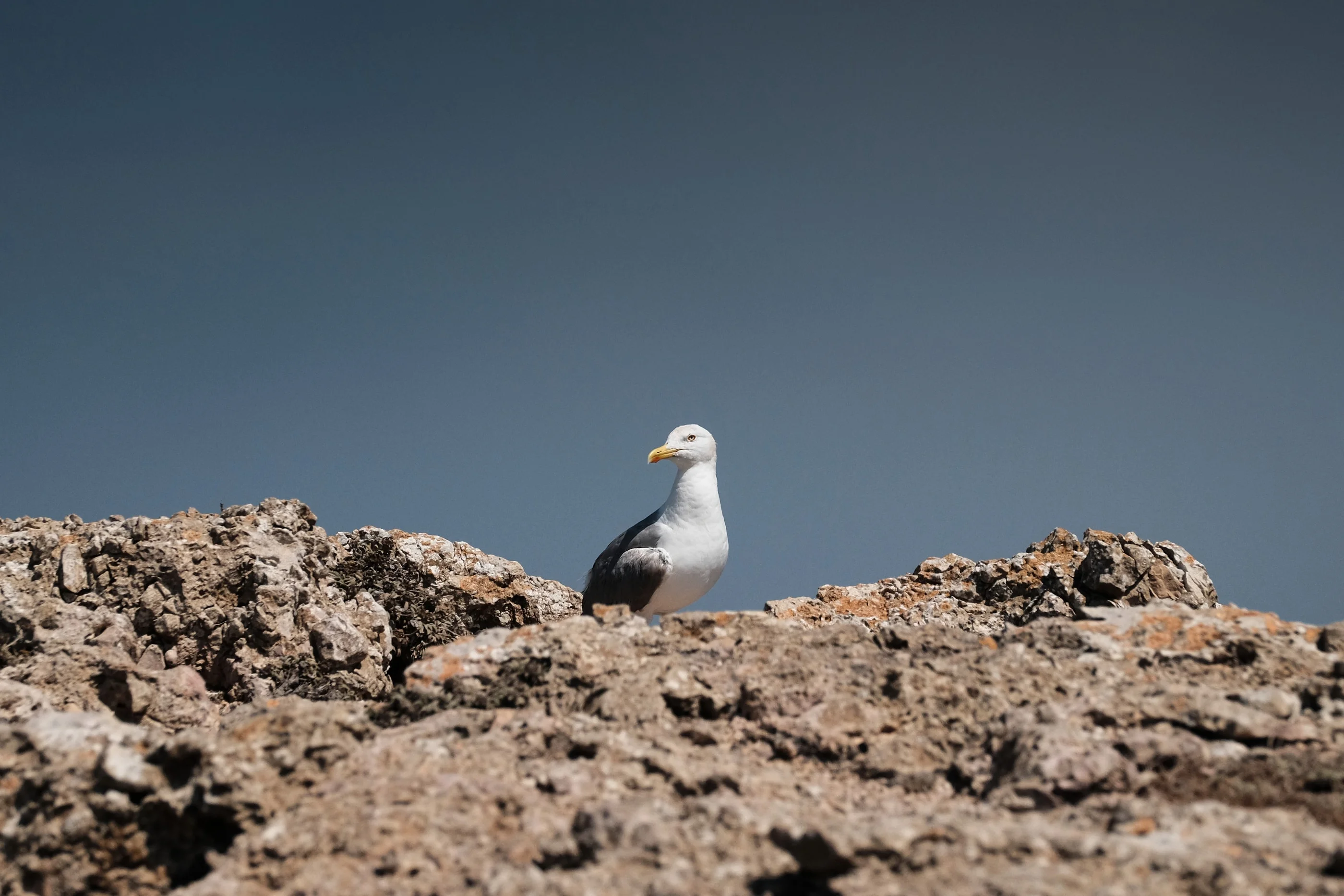 Seagull perched on a weathered rock against a grey-blue sky
