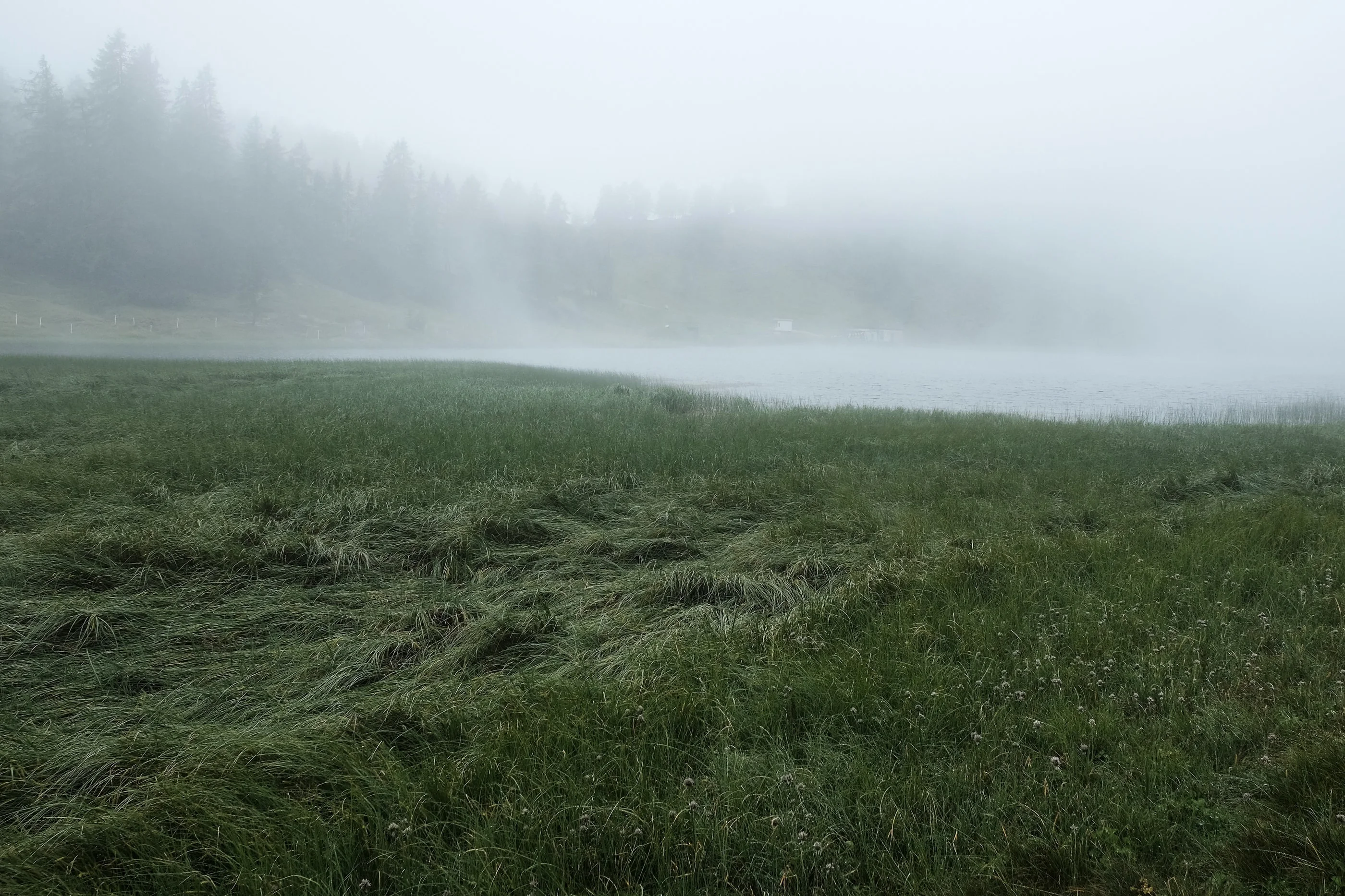 Grassy meadow vanishing into thick fog