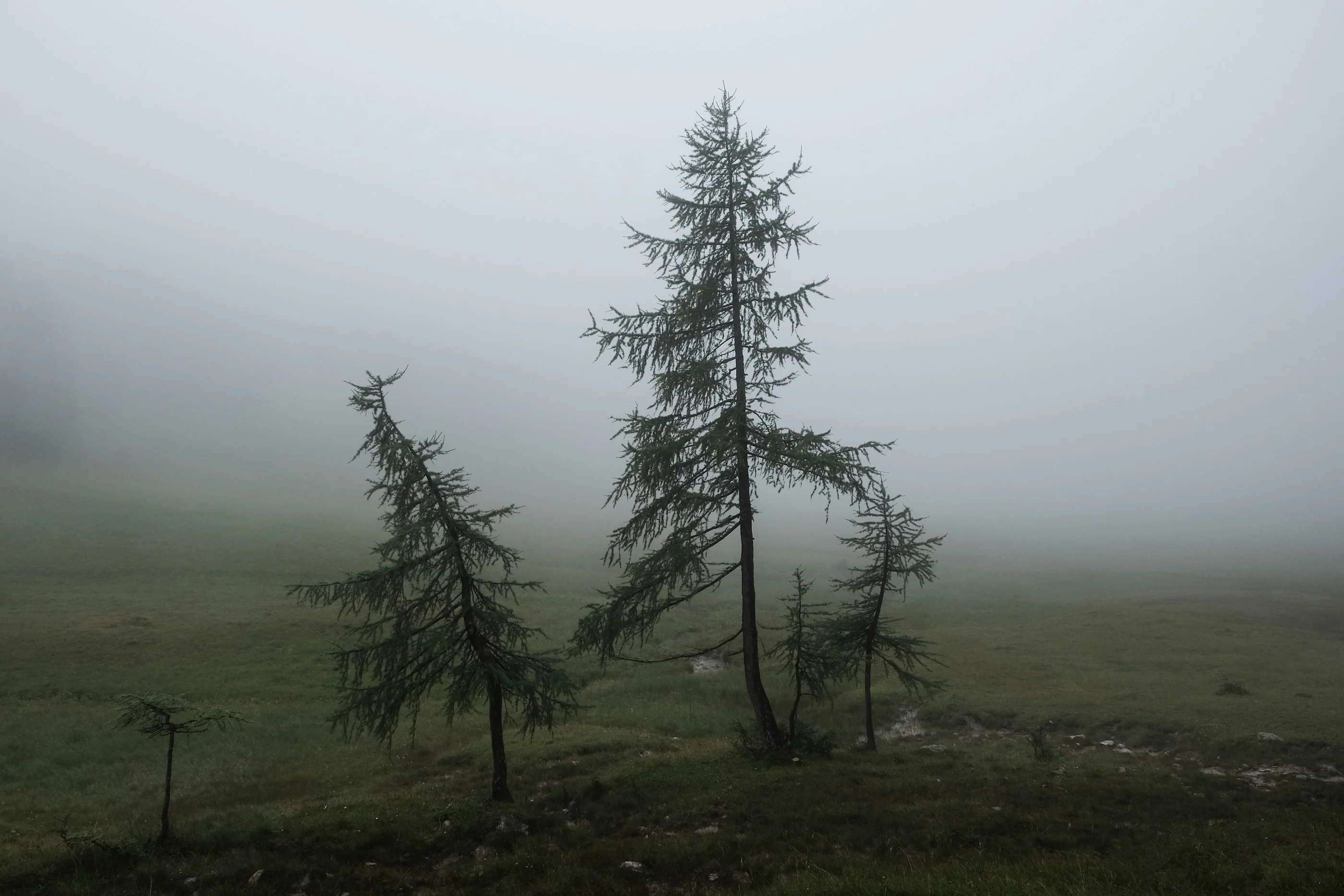 Two larch trees on a foggy meadow