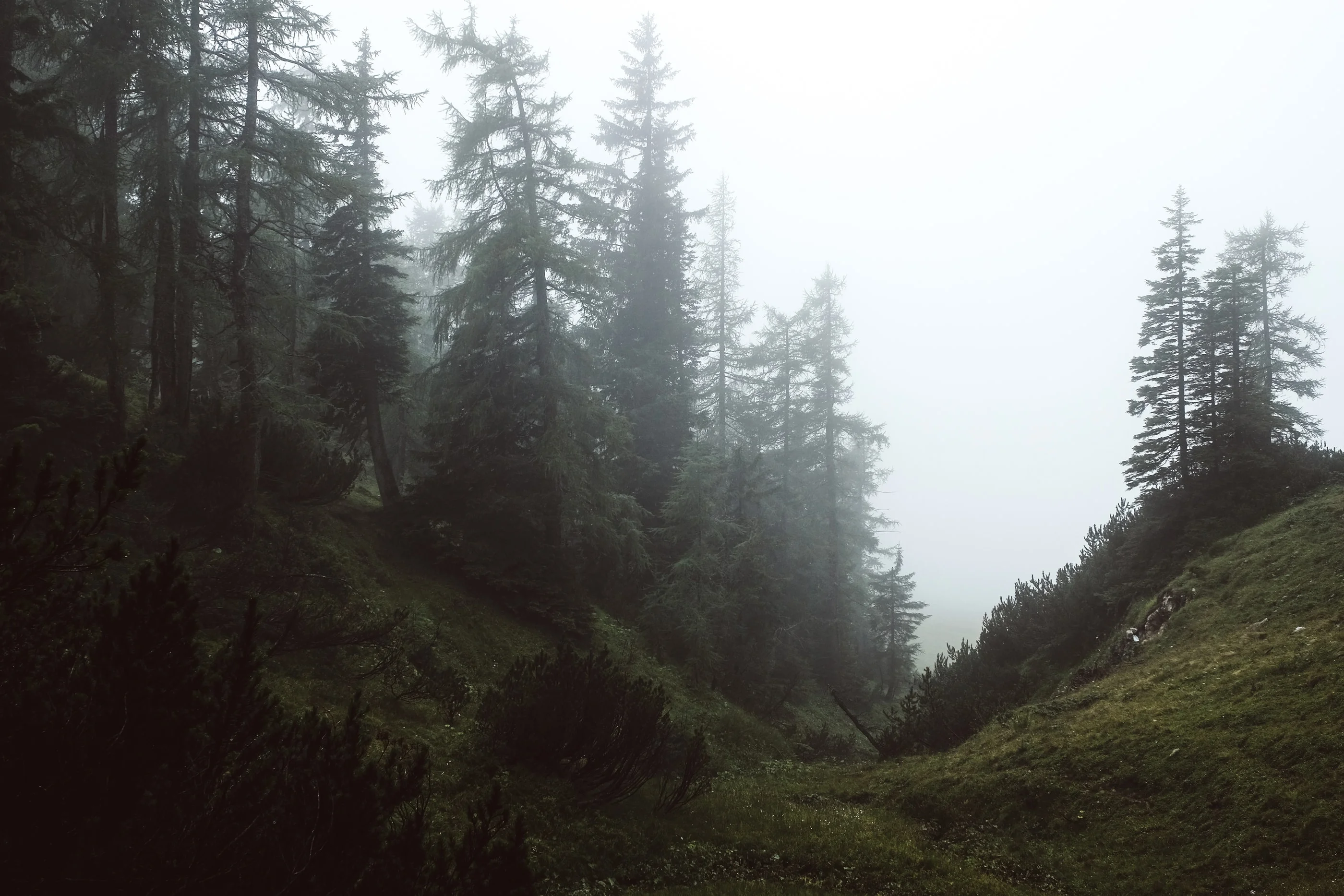 Dark spruce forest on a steep slope in fog