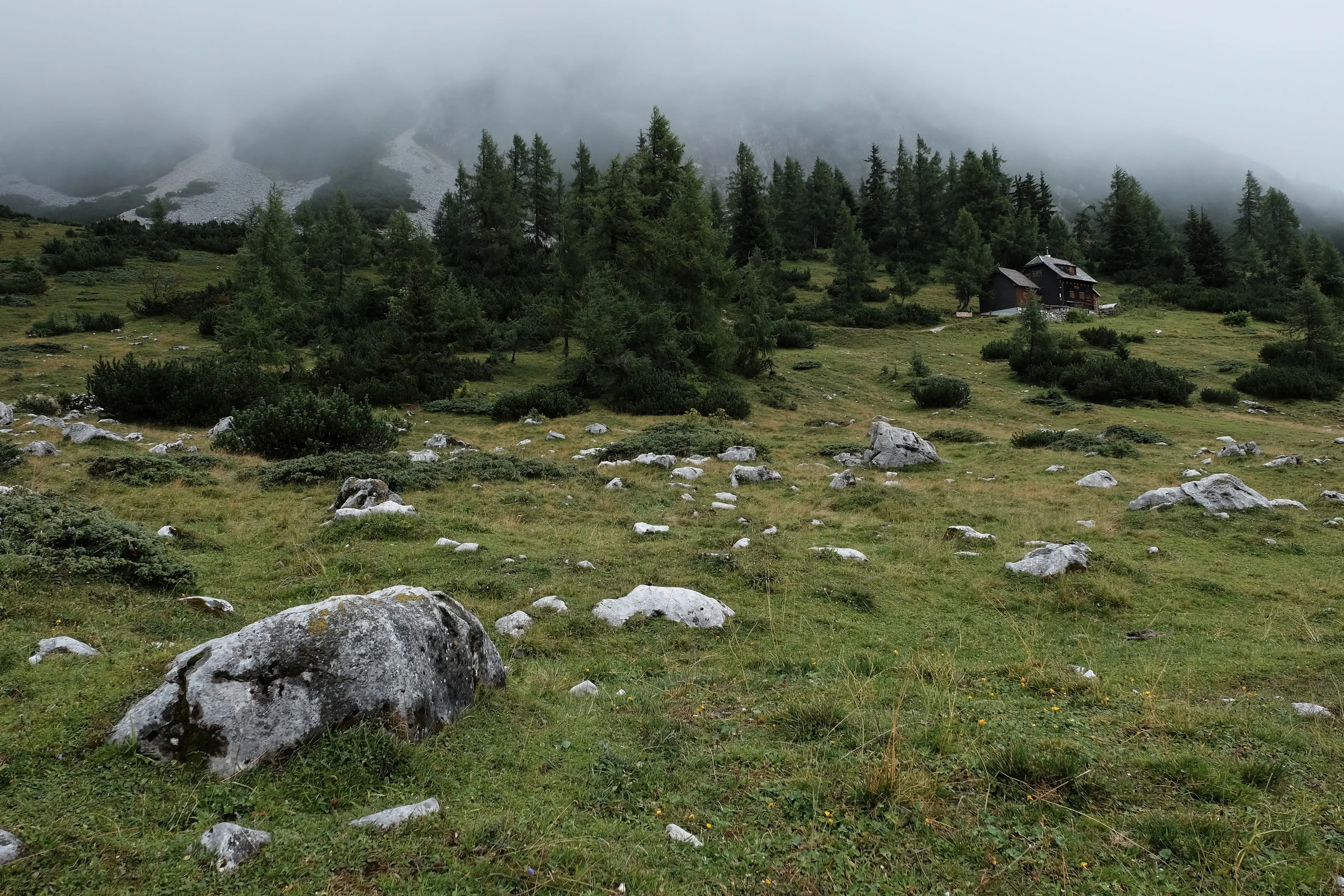 Meadow with boulders and spruce trees below fog-covered mountains