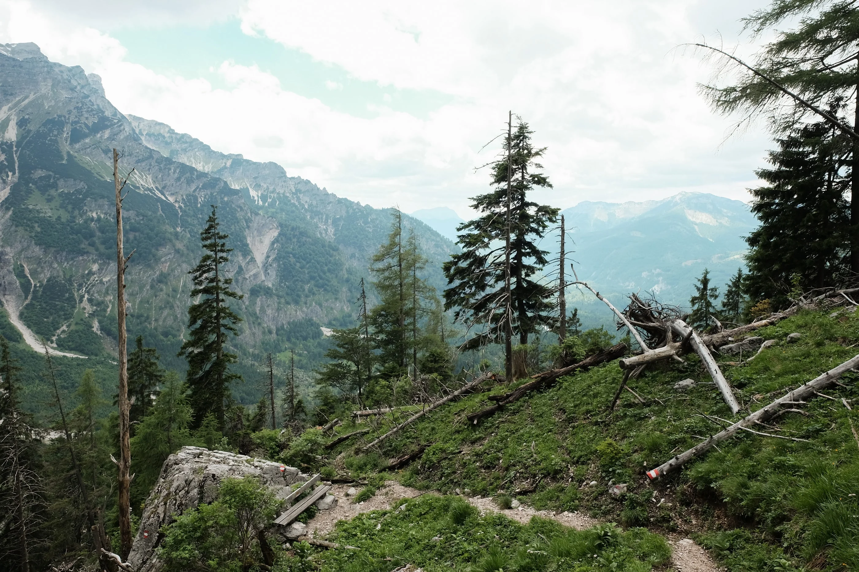 Mountain forest with fallen trees and a view down the valley