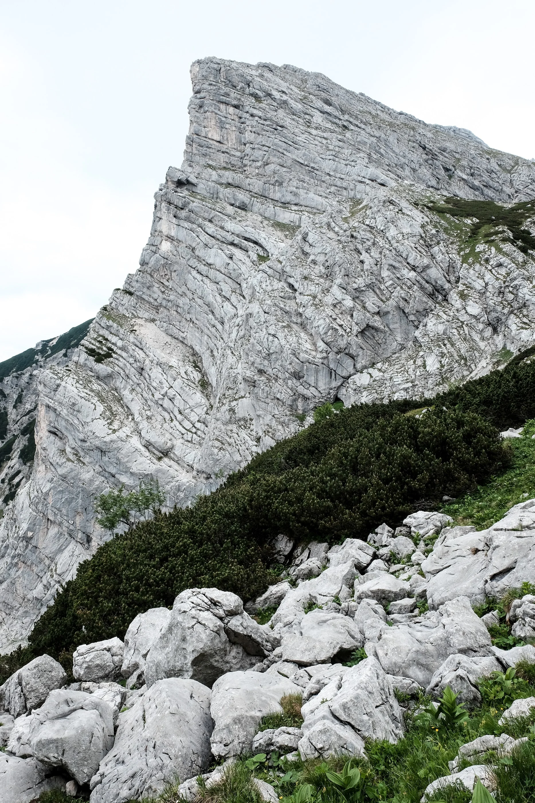 Folded limestone peak above mountain pines and scree