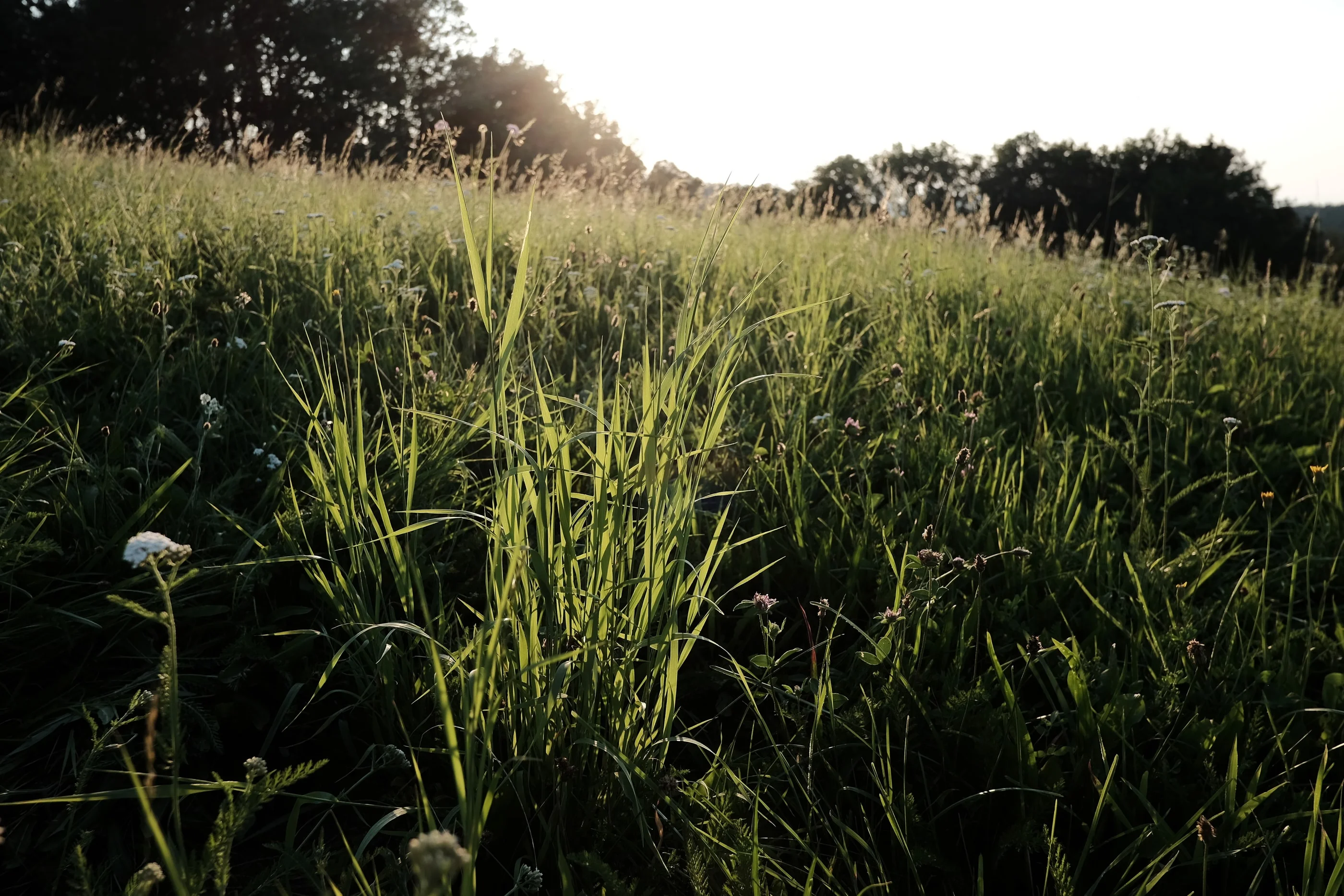 Tall grass on a meadow backlit by the evening sun