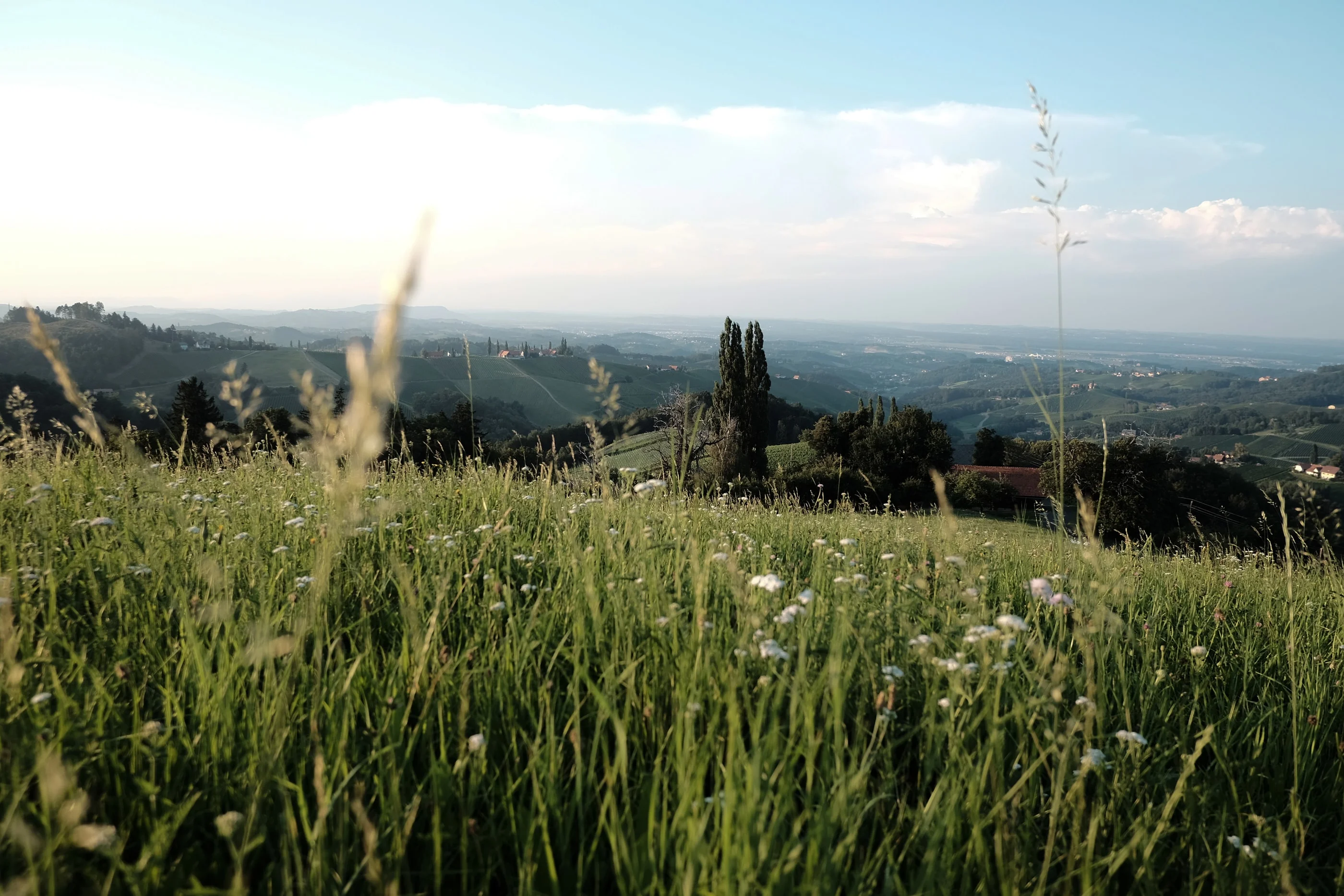 Grass stalks on a hilltop meadow with a wide view over the landscape
