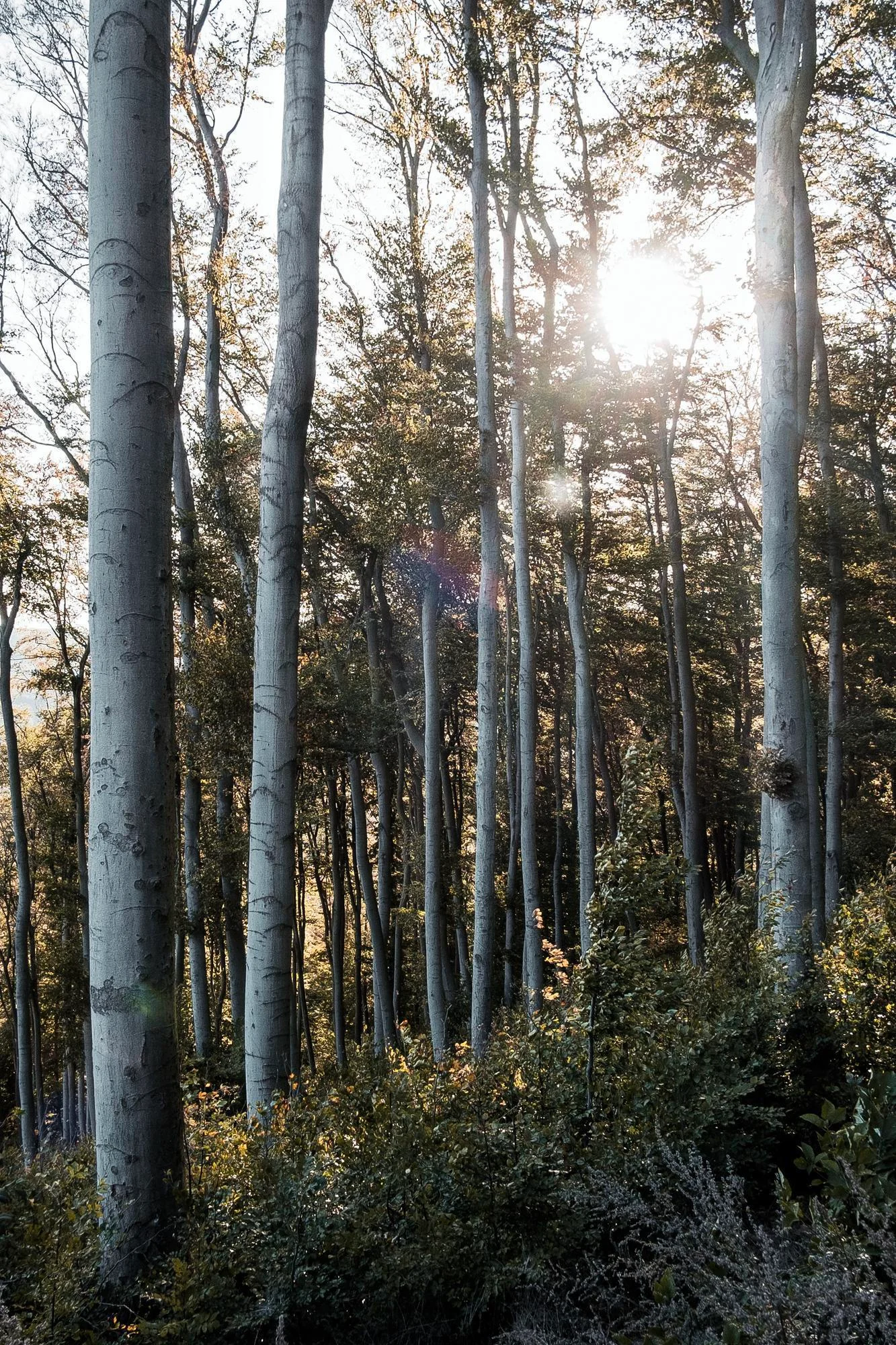 Tall slender trees in a forest with the sun shining through