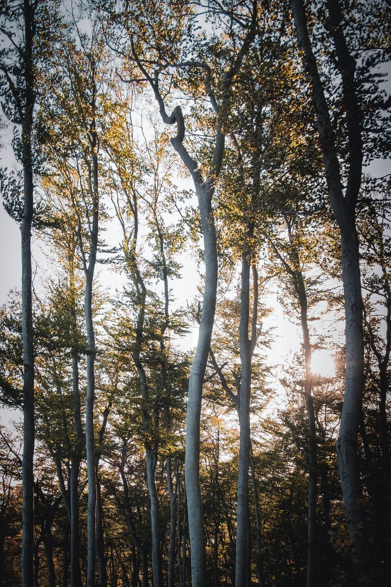 Tall thin tree trunks against a bright sky