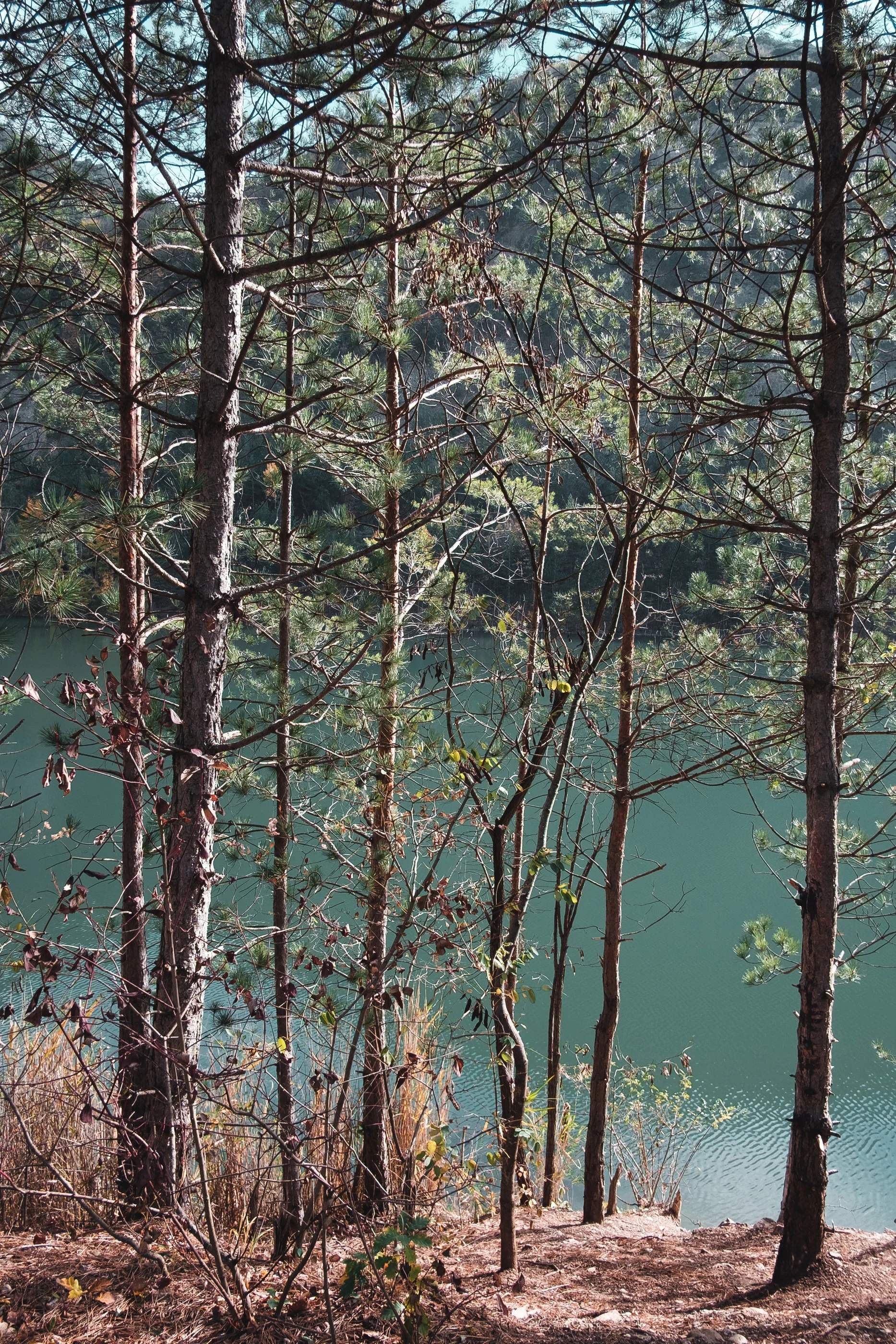 Bare trees on a lakeshore, turquoise water behind