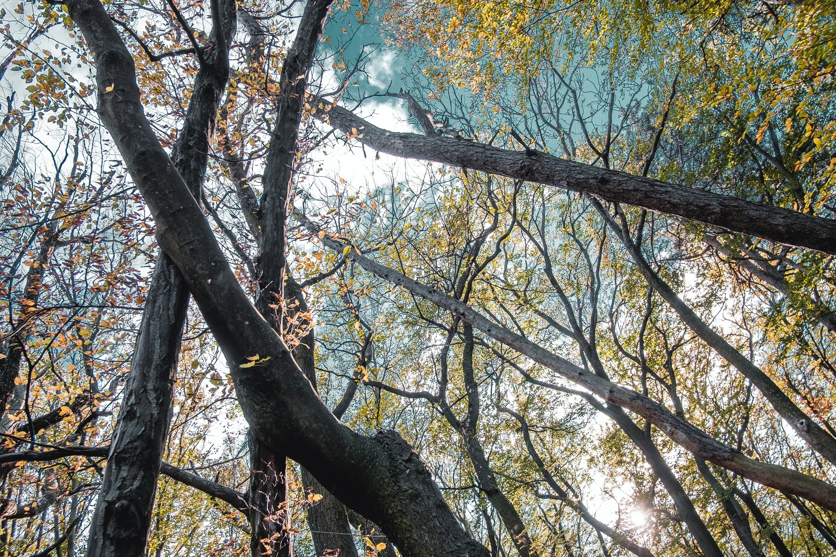 Looking up at crooked tree trunks and yellow leaves