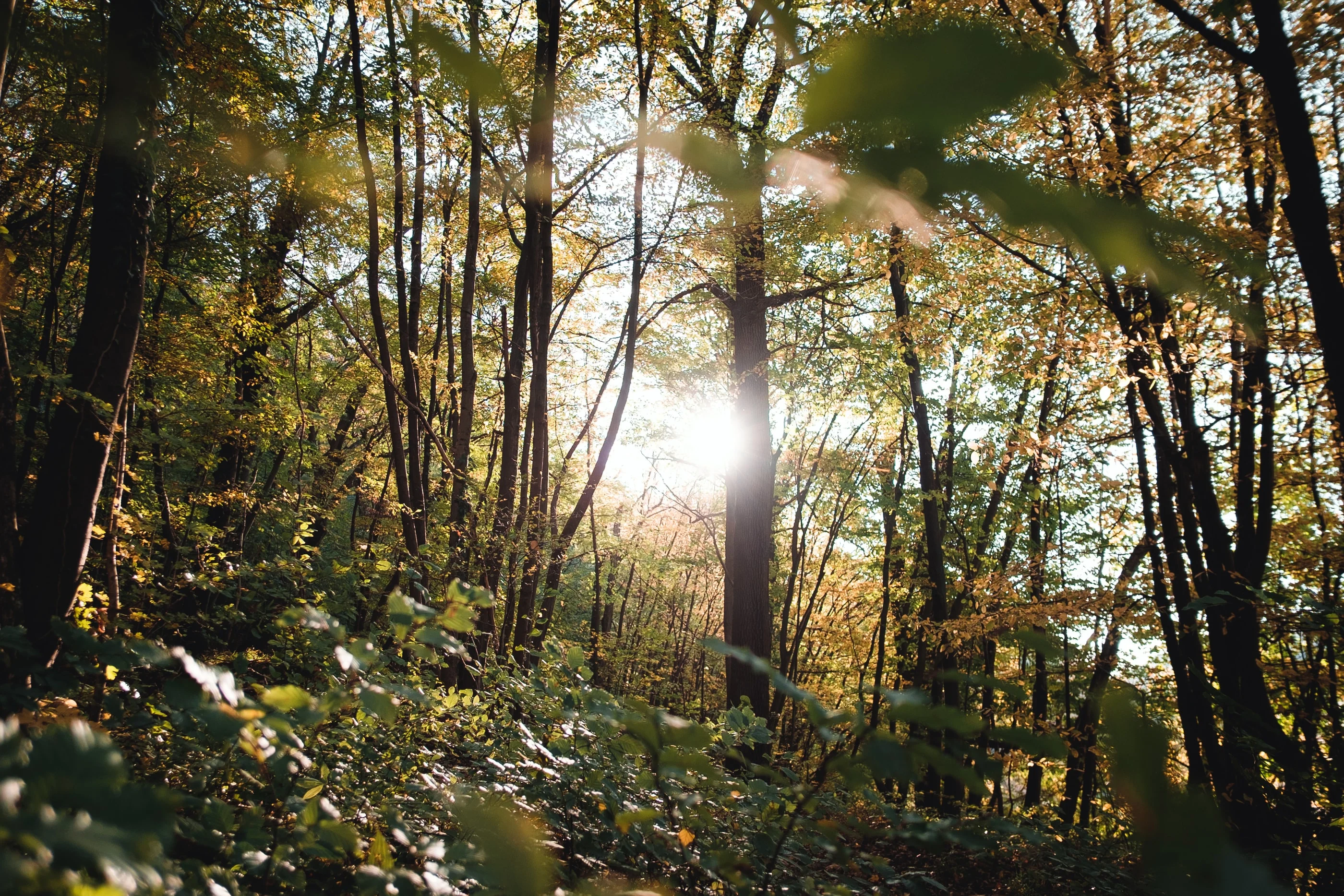 Sunlight shining through an autumn forest