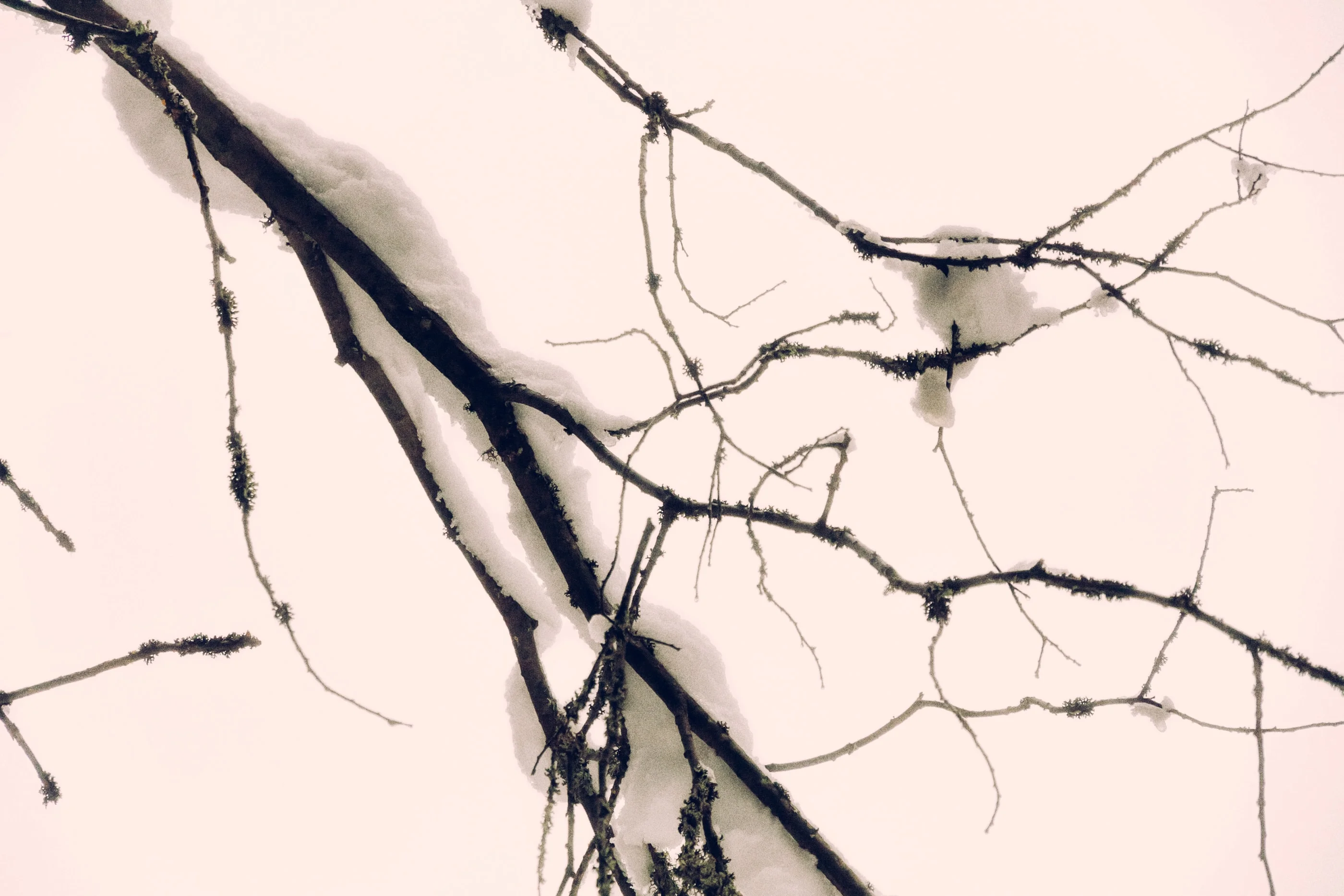 Snow-covered branch against a pale sky