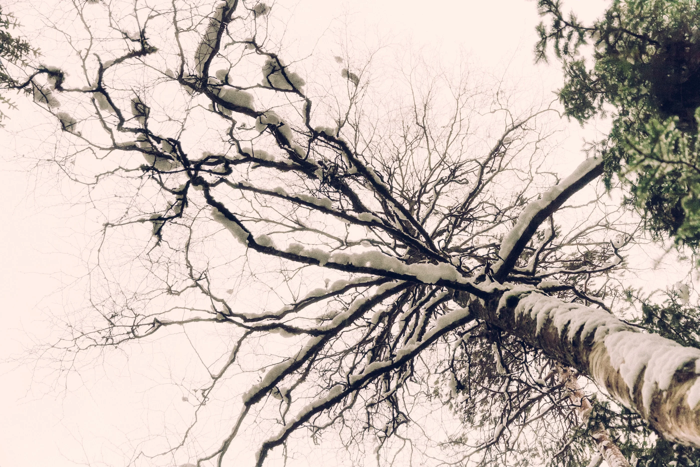 Looking up a snowy pine trunk into its bare branches