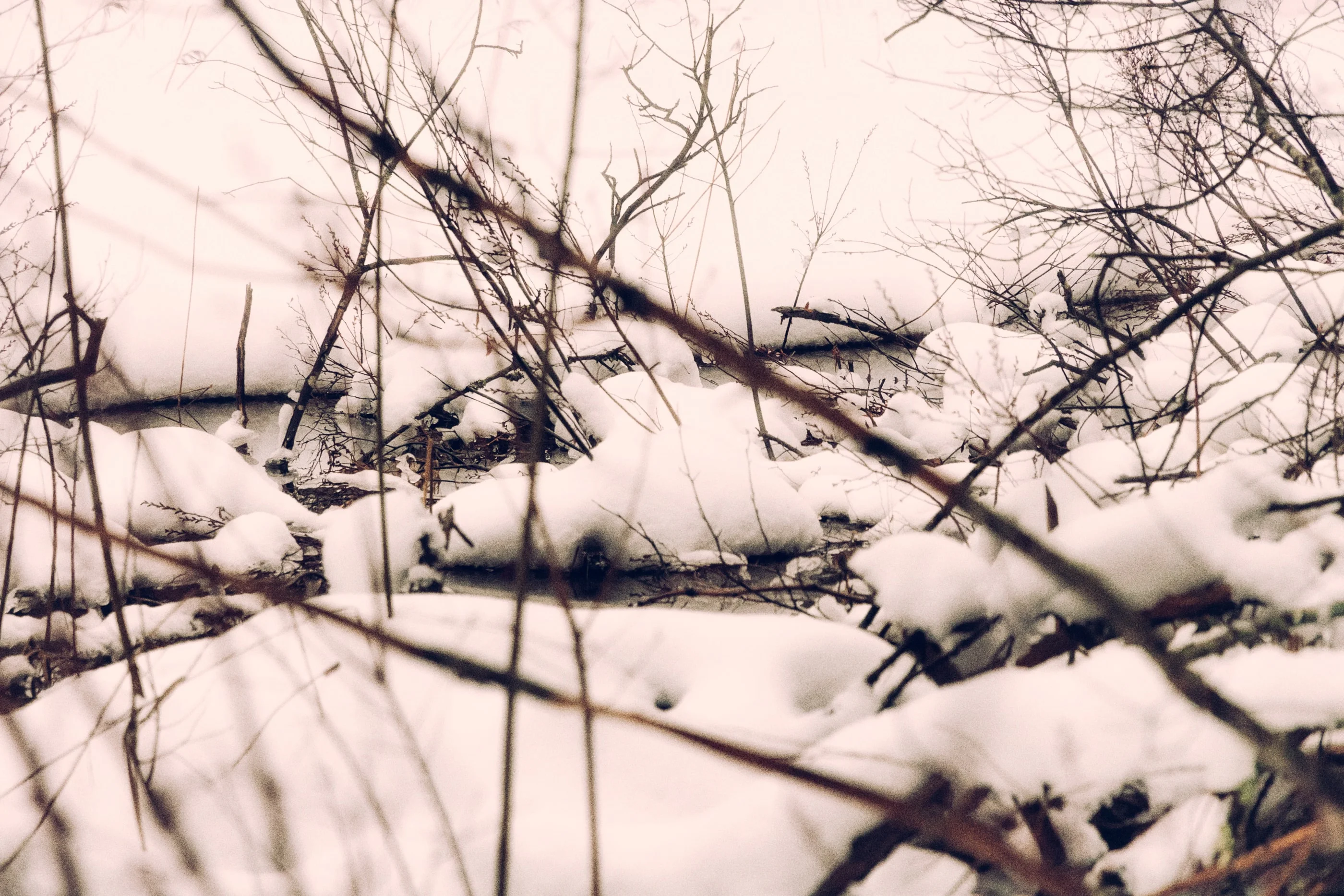 Fallen branches under a layer of snow