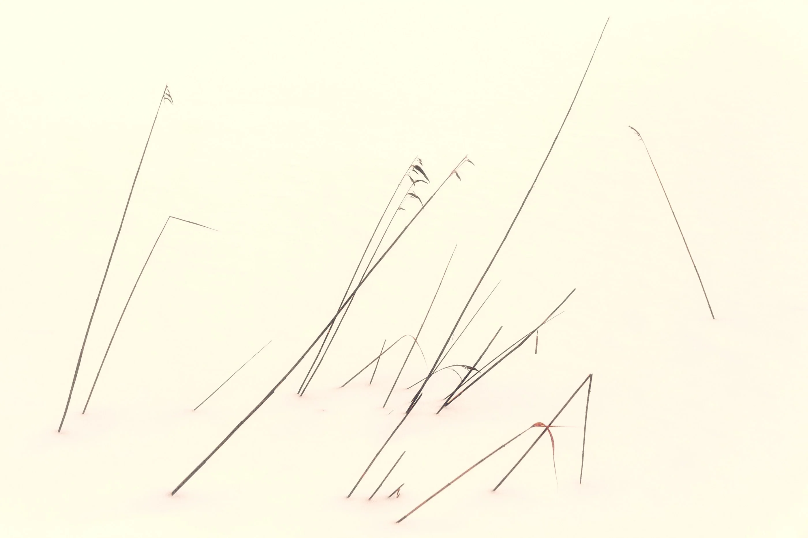 Thin dry grass stalks sticking out of the snow