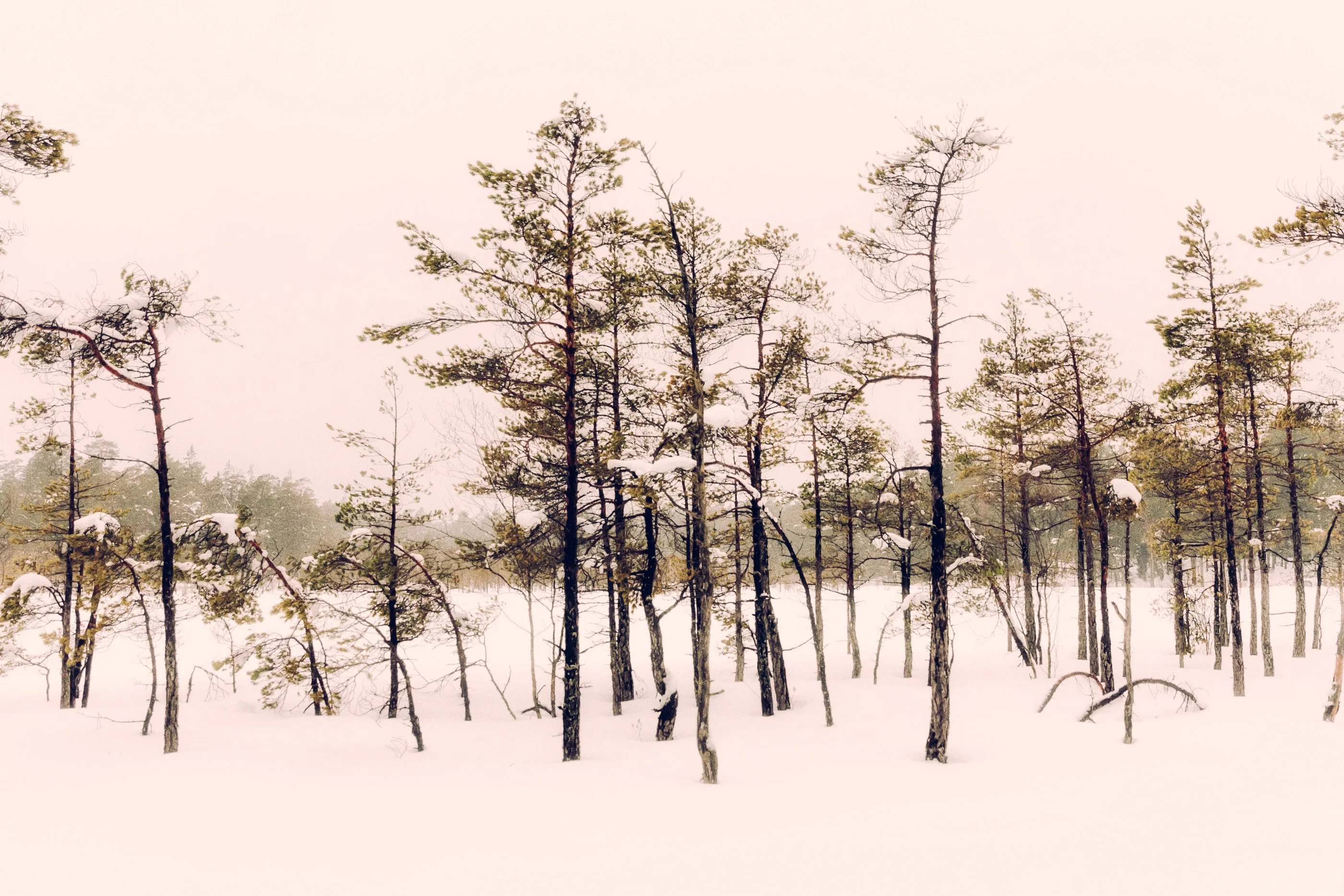 Pine trees on a snowy clearing