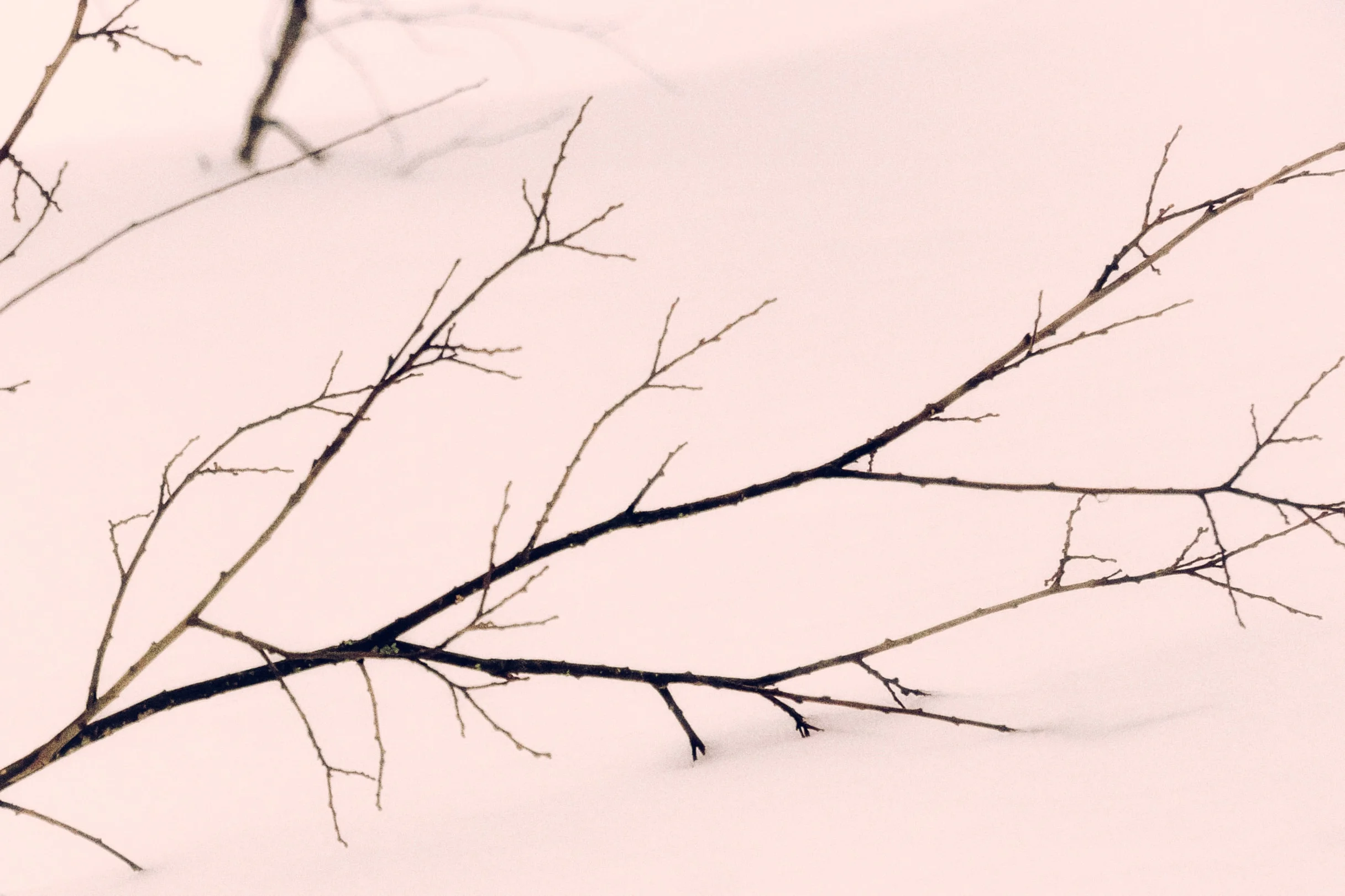 Bare branch reaching across the snow