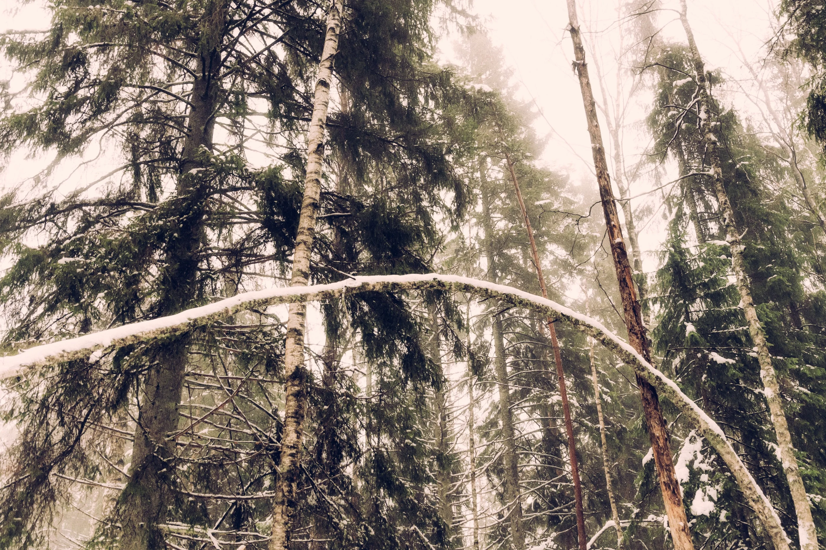 A birch bent into an arch by snow in a spruce forest
