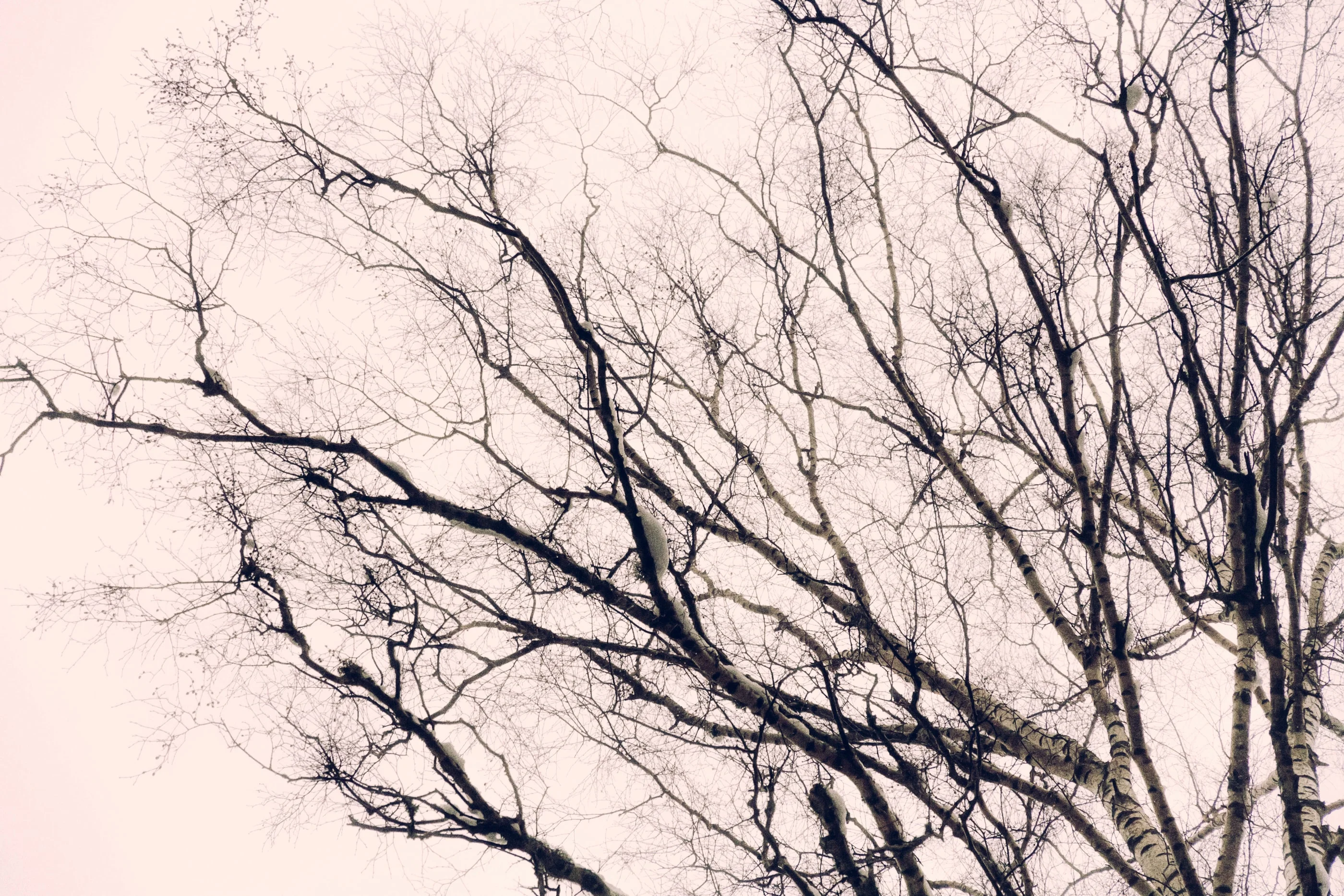 Tangle of bare branches against a white sky