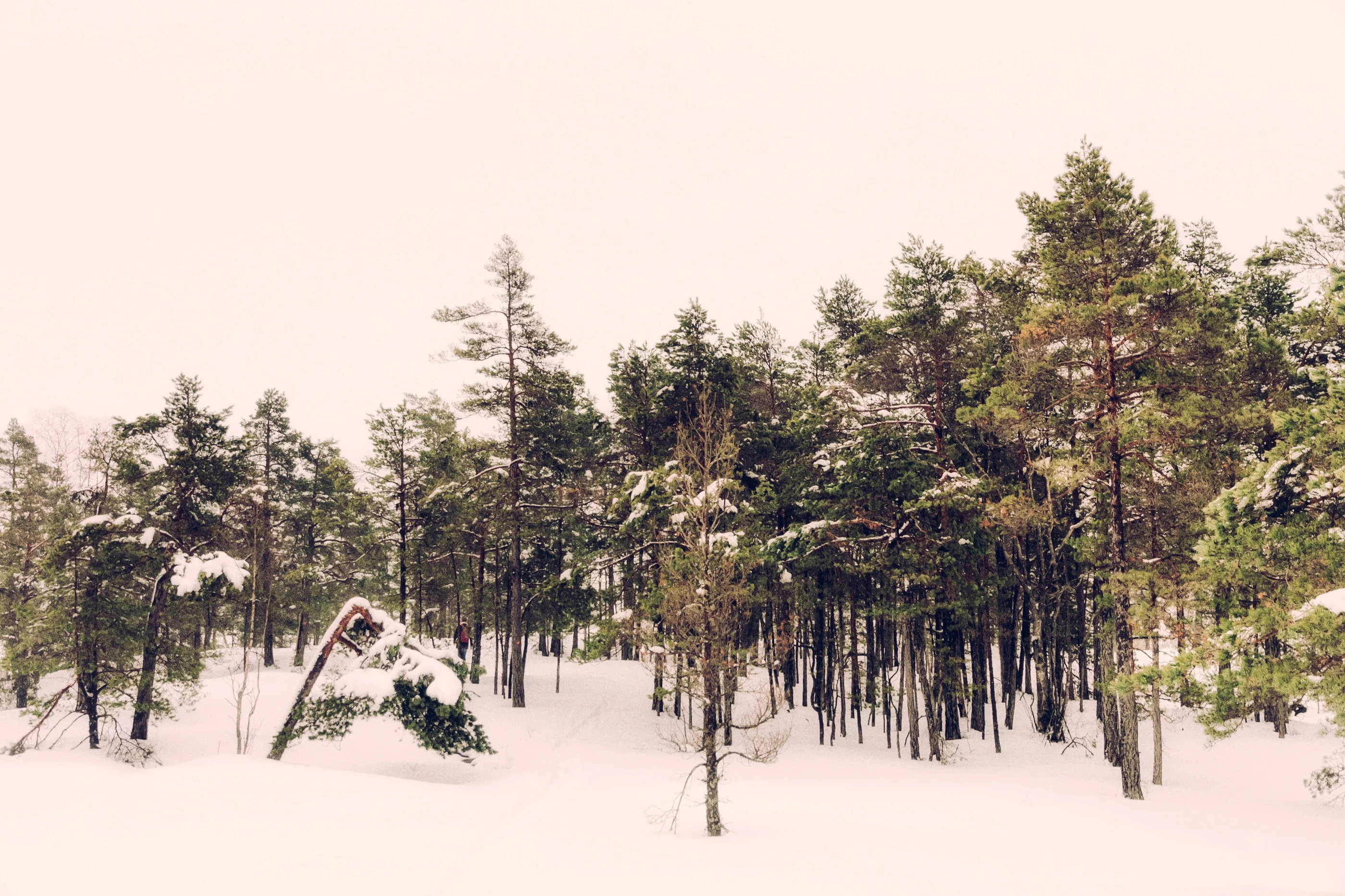 Edge of a pine forest beyond a snowfield