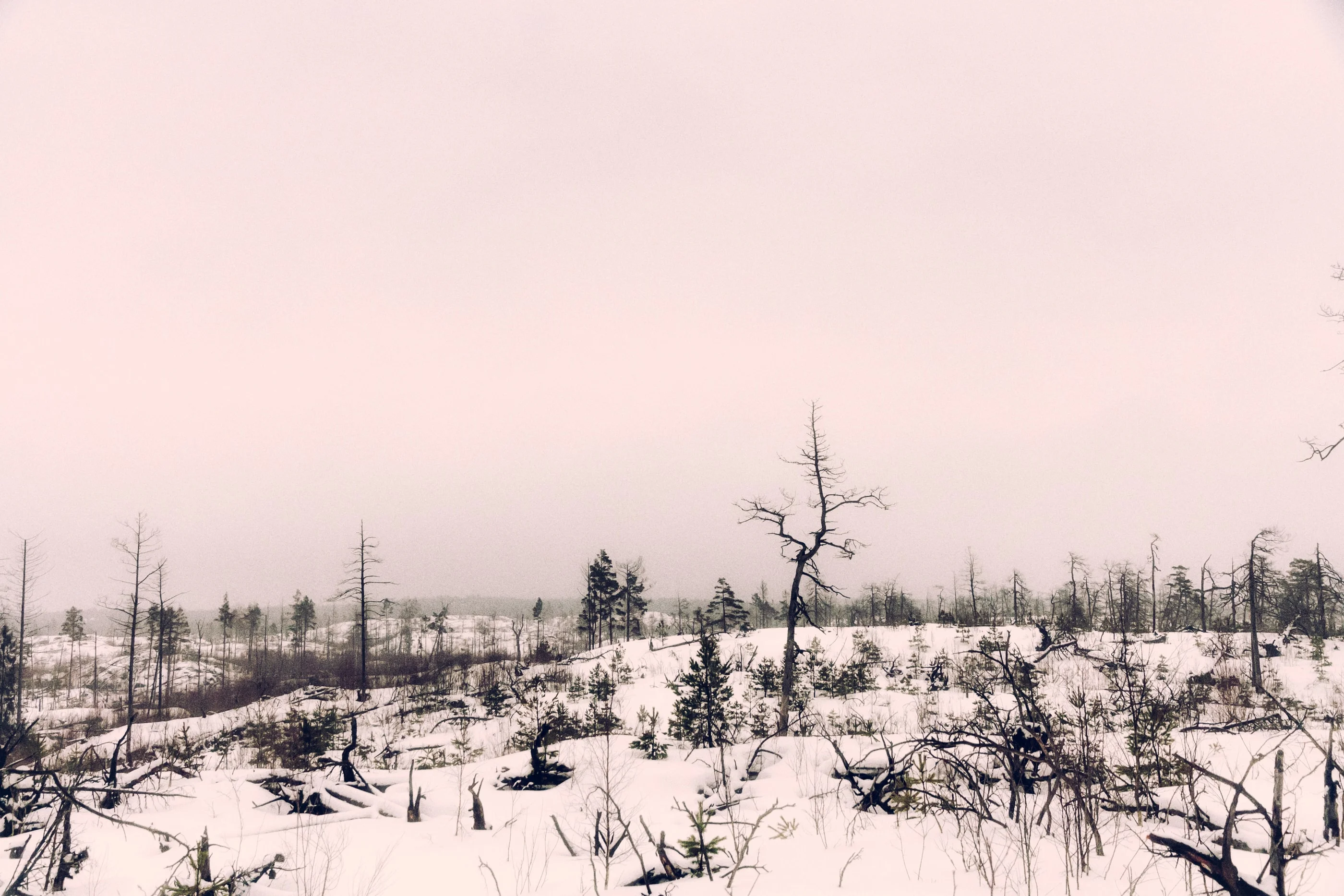 Snowy open land with scattered dead trees