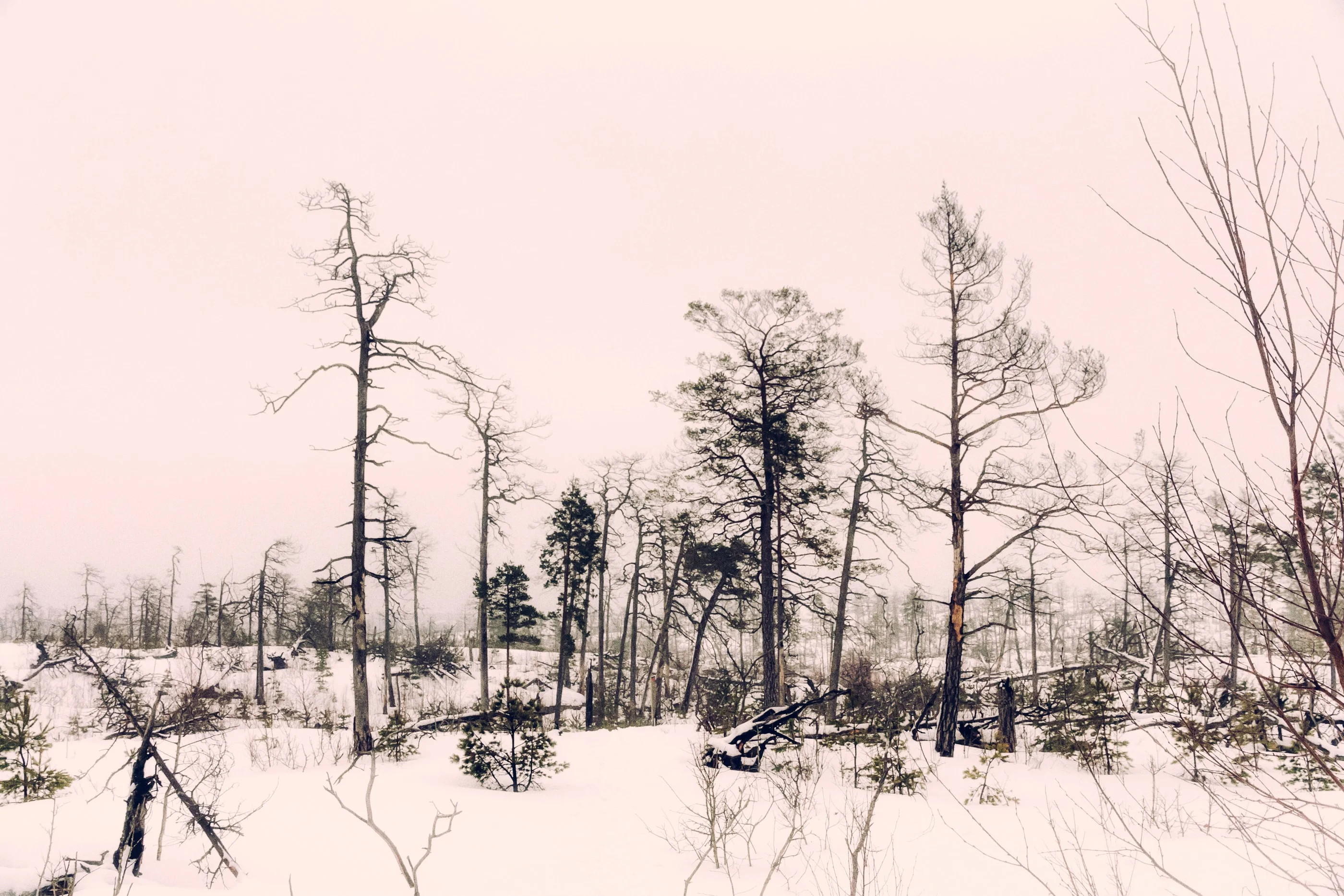 Sparse trees standing on a snowy bog